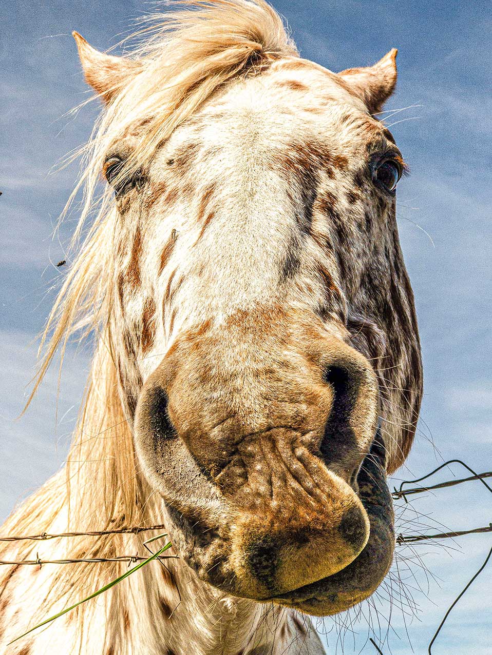 “Leopard Appaloosa”